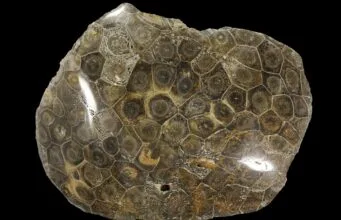 Coral fóssil