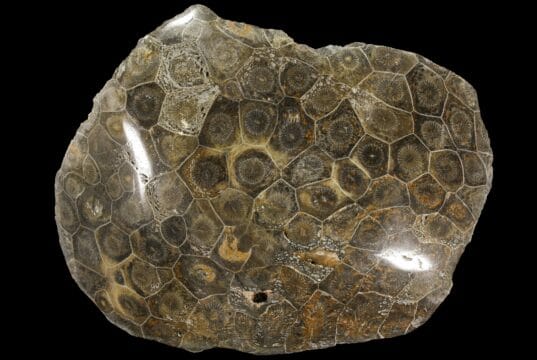 Fossil Coral