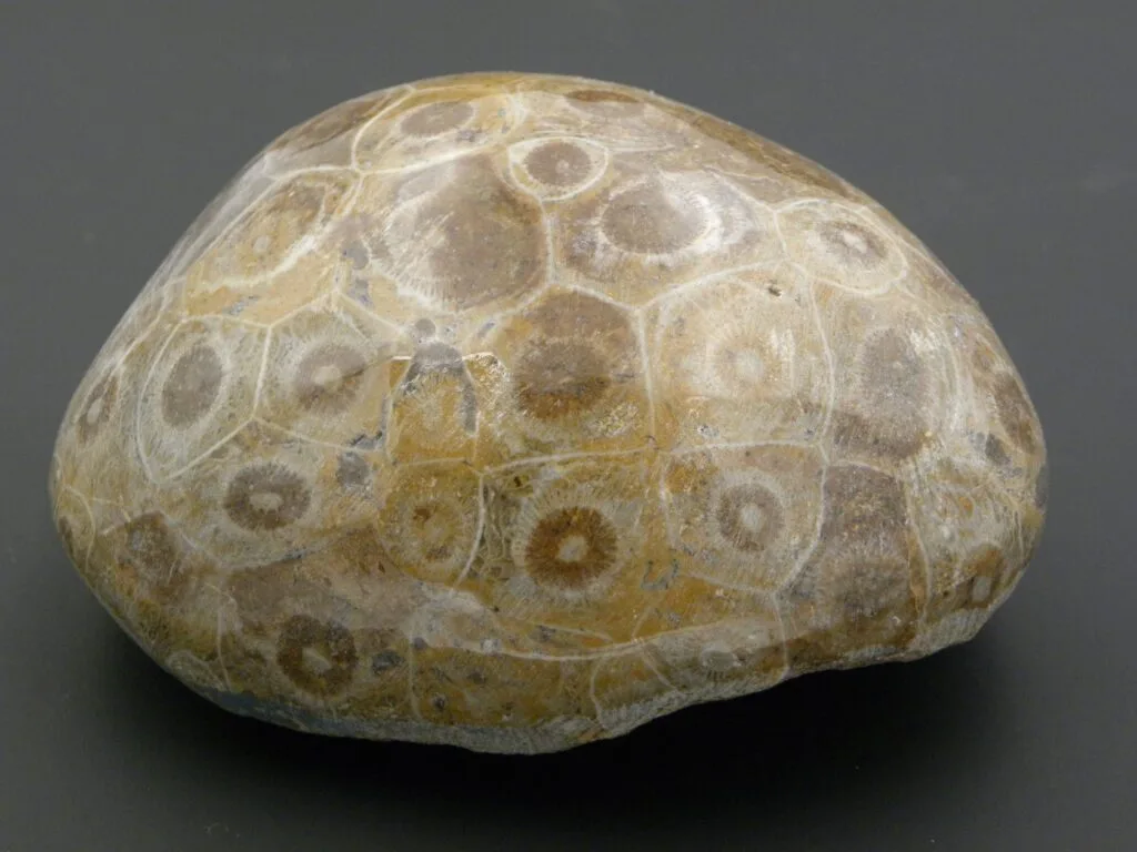 Coral fóssil