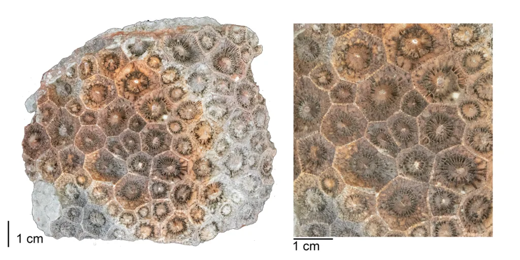Coral fóssil