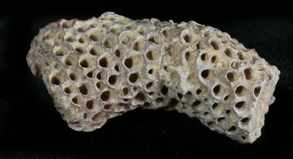 Coral fóssil