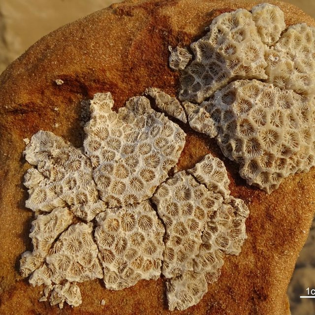 Fossil Coral