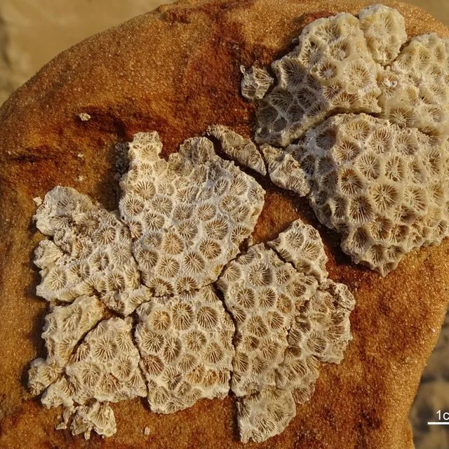 Coral fóssil