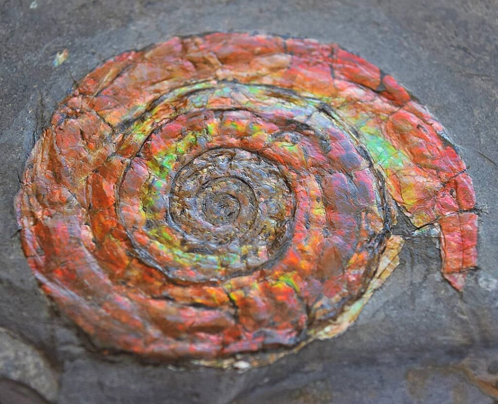 Ammolite