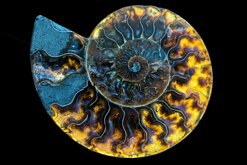 Ammolite