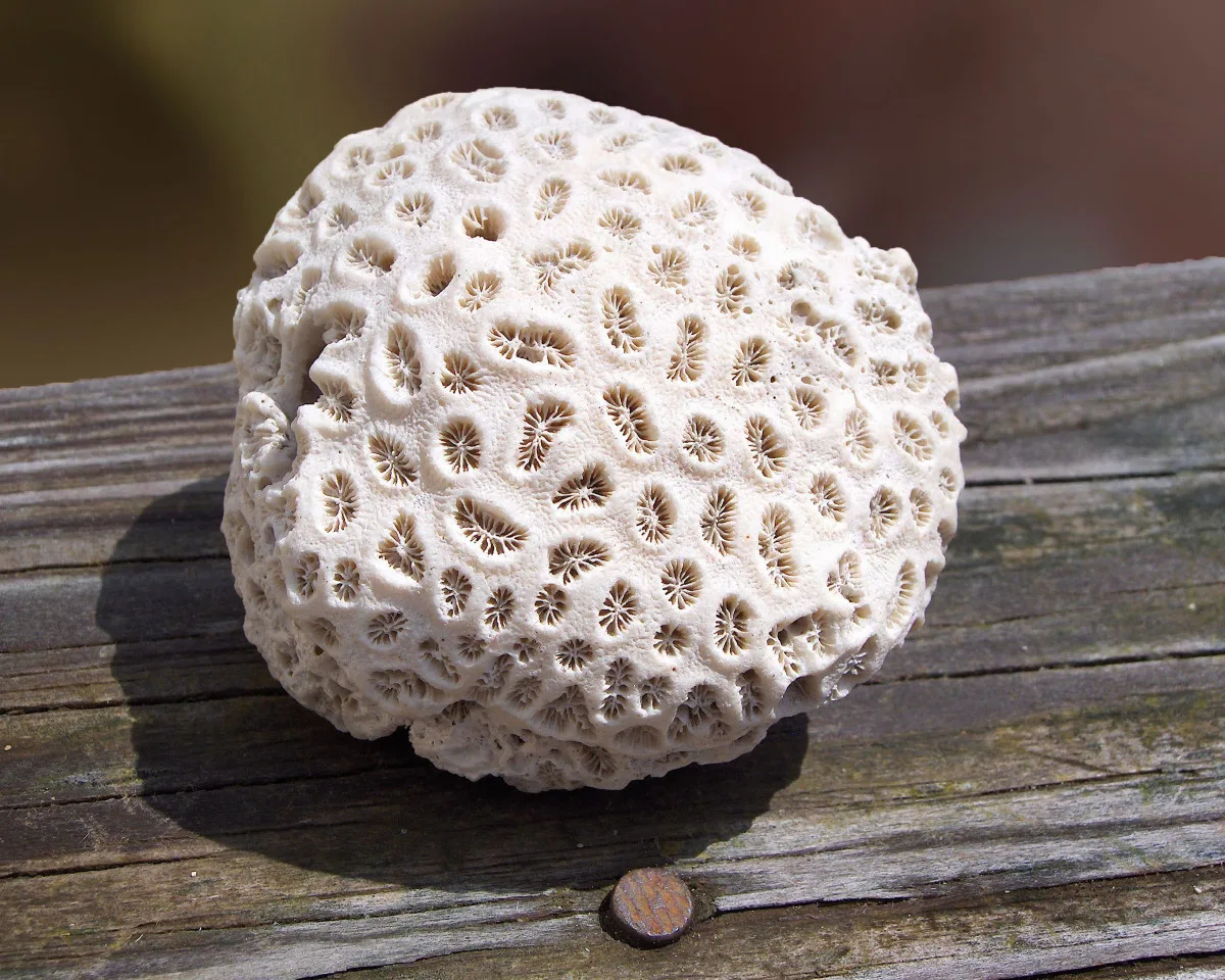Fossilized Coral