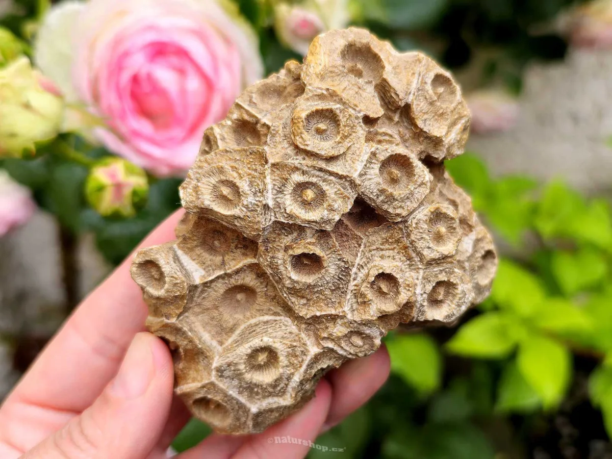 Fossilized Coral: An Ancient Marine Wonder