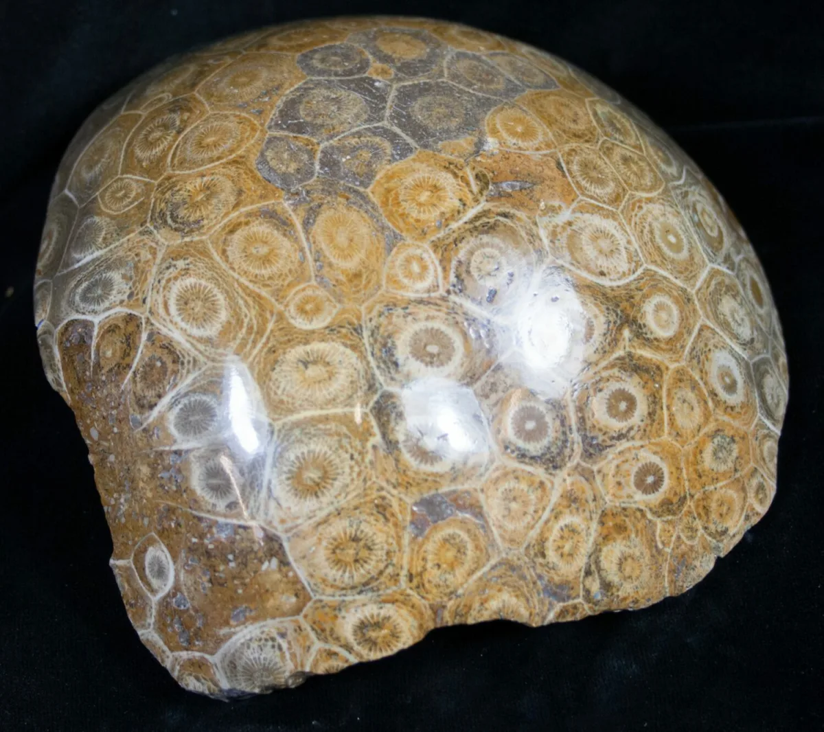 Fossilized Coral