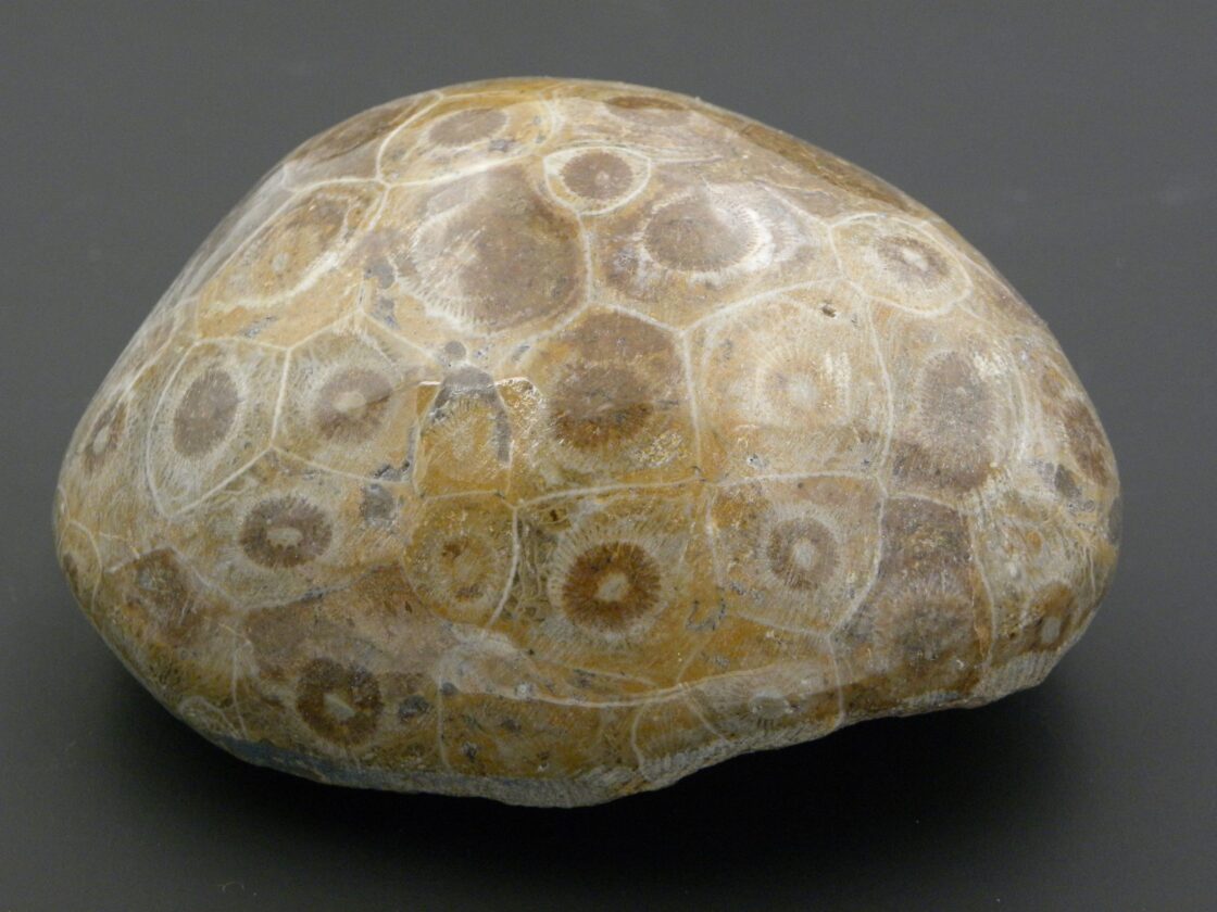 Fossilized Fossilized Coral | Properties, Formation - Geology Science