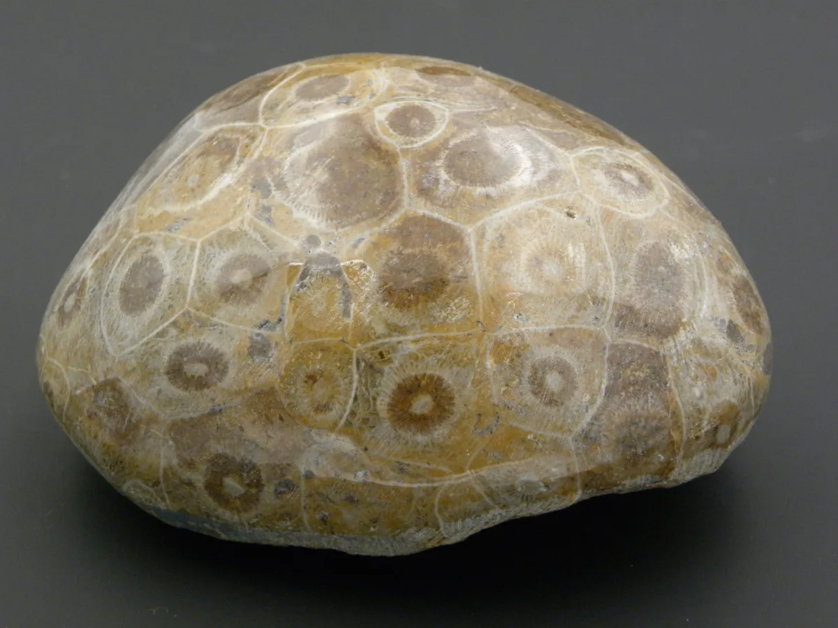 Fossilized Coral
