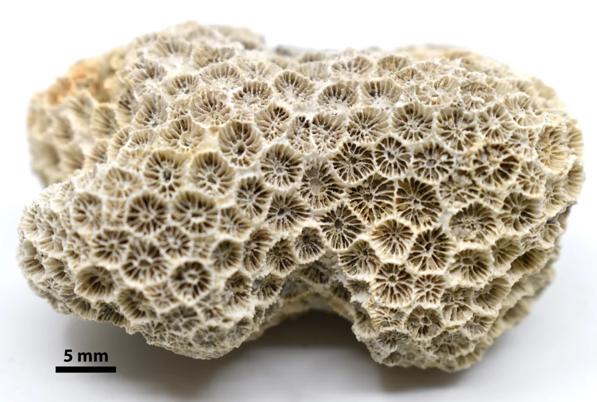 Fossilized Coral