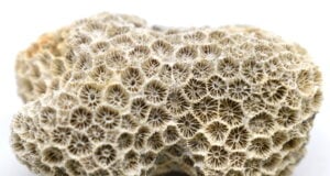 Fossilized Coral