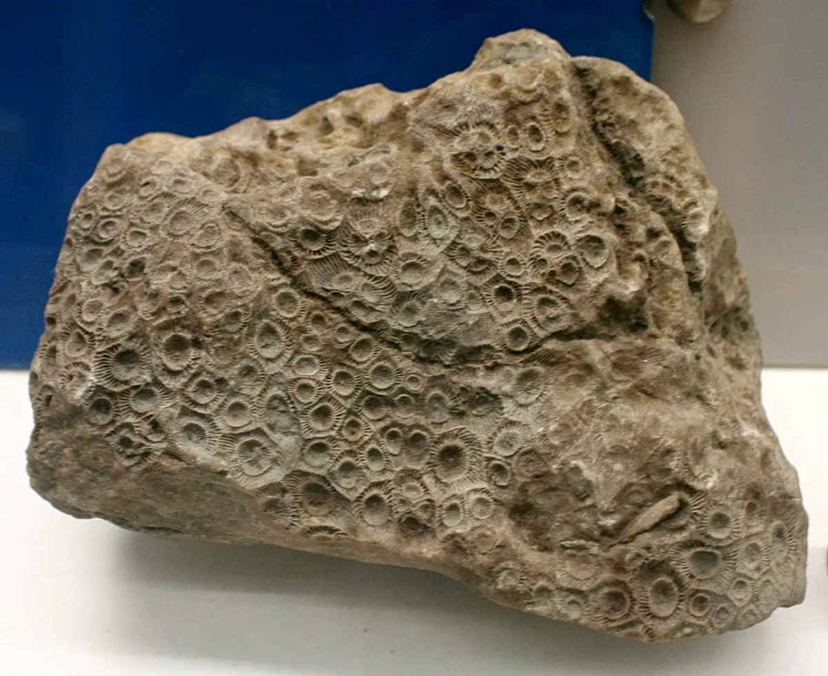 Fossilized Coral