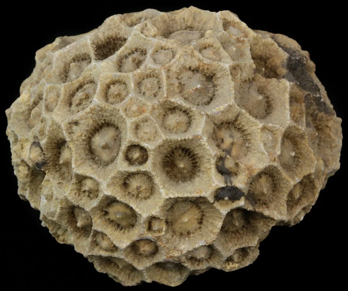 Fossilized Coral