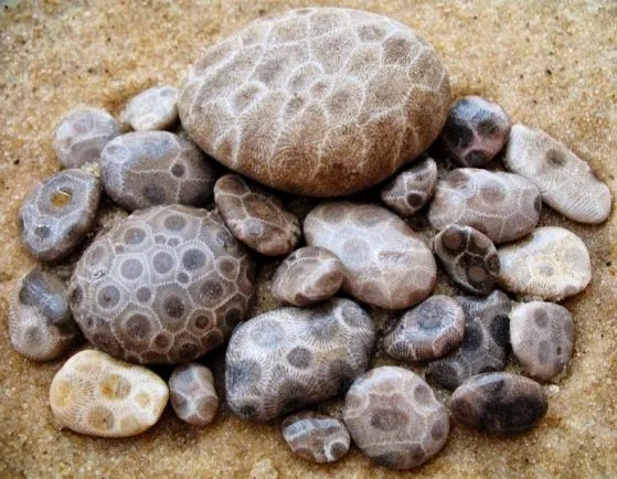 Fossilized Coral