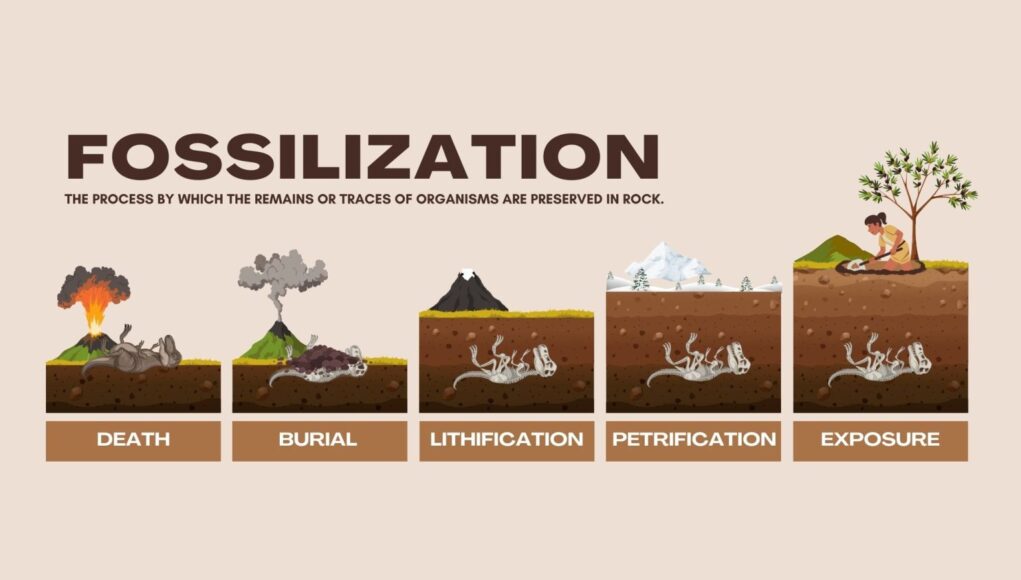 Types of Fossils and the Fossilization Process