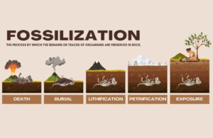 Types of Fossils and the Fossilization Process