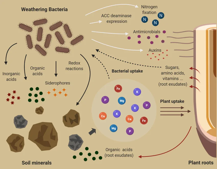 The Role of Bacteria in Mineral Formation