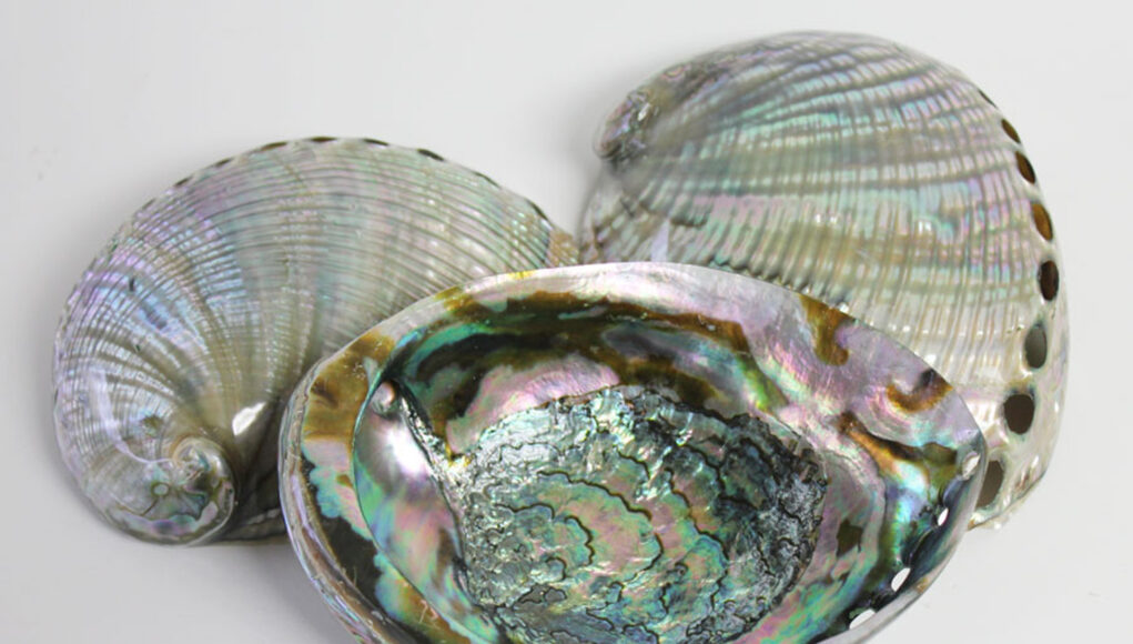 Abalone Shell