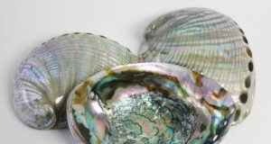 Abalone Shell