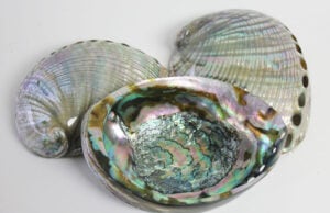 Abalone Shell