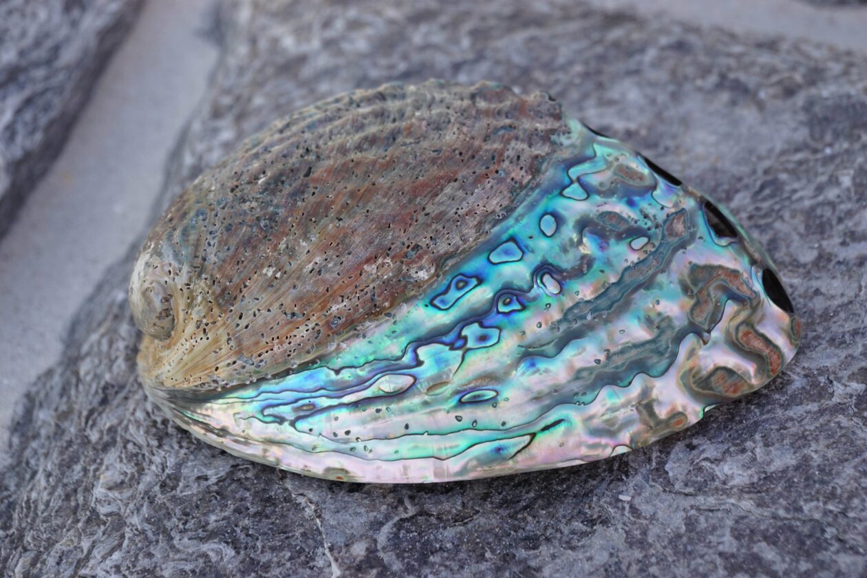 Abalone Shell: Geology, Formation, and Characteristics - Geology Science