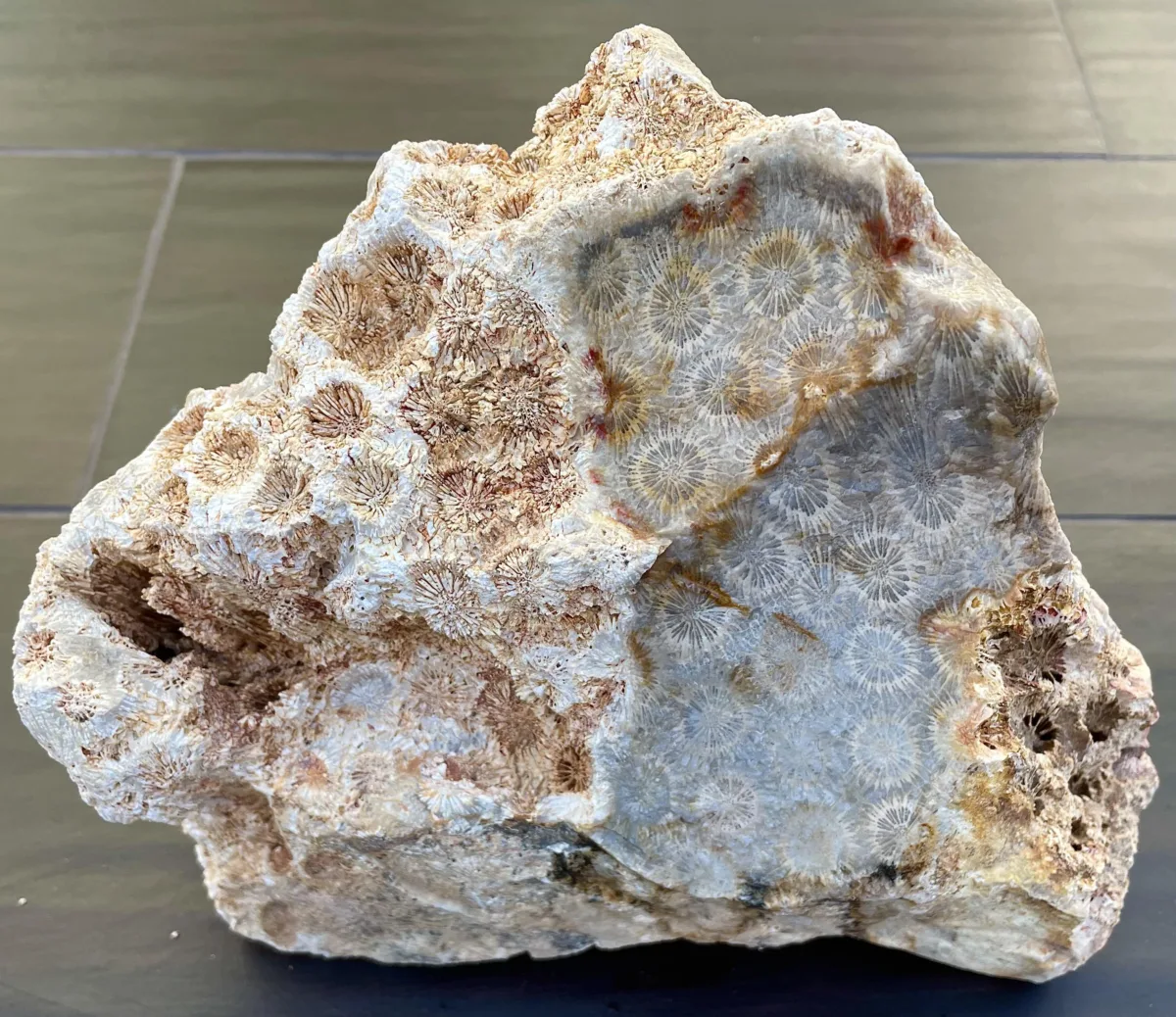 Agatized coral