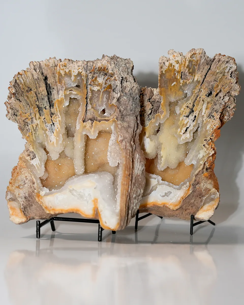 Agatized coral