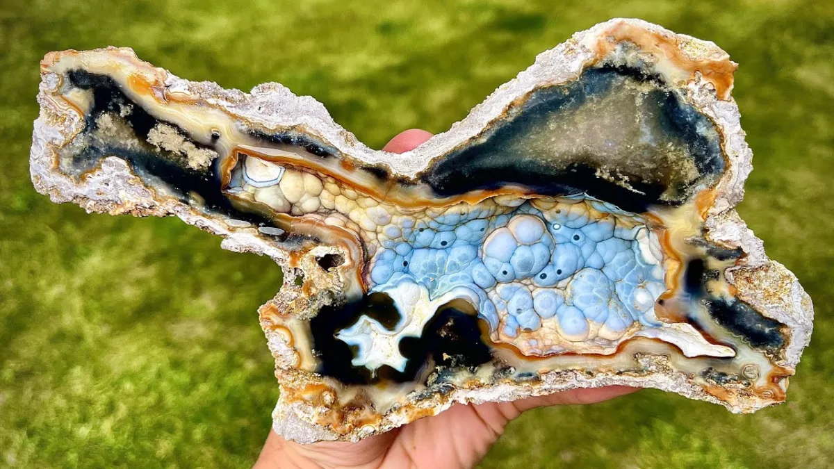 Agatized coral