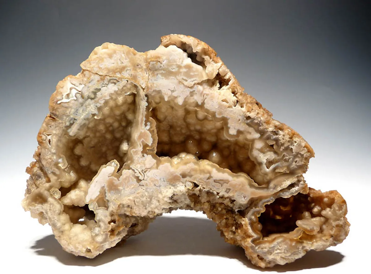 Agatized coral