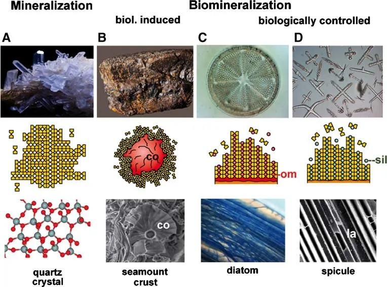 The Role of Bacteria in Mineral Formation
