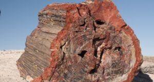 Petrified Wood: When Trees Turn to Stone – The Science Behind It