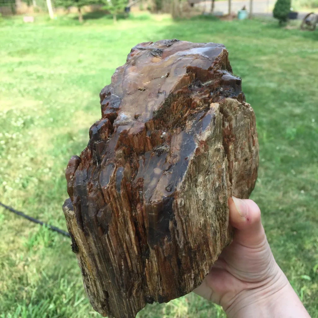 Petrified wood 
