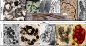 Top 10 Most Important Fossil Discoveries of All Time - Geology Science