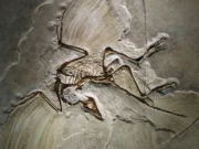 10 Places Where Fossils Tell Ancient Stories