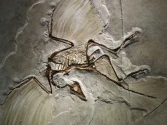 10 Places Where Fossils Tell Ancient Stories