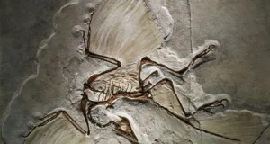 10 Places Where Fossils Tell Ancient Stories