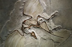 10 Places Where Fossils Tell Ancient Stories