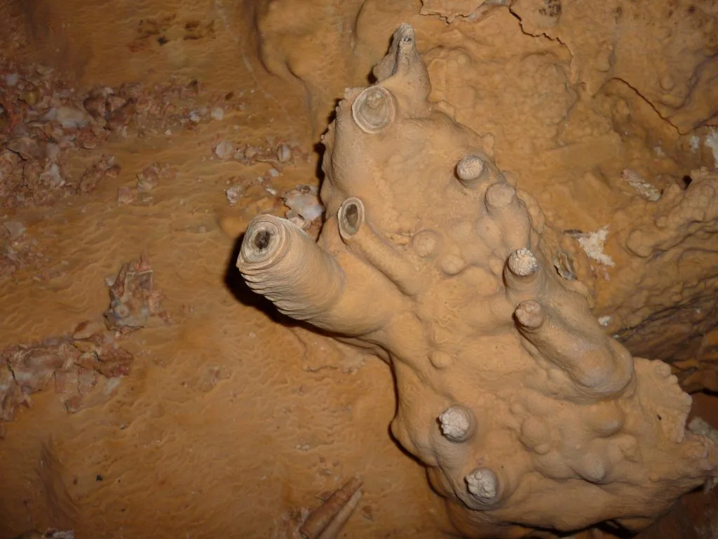 Cross section of a stalagmite showing layers formed during repeated mineral deposition