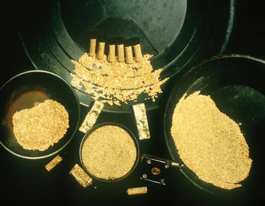 Placer gold grains concentrated in gold pans after separation from sediment