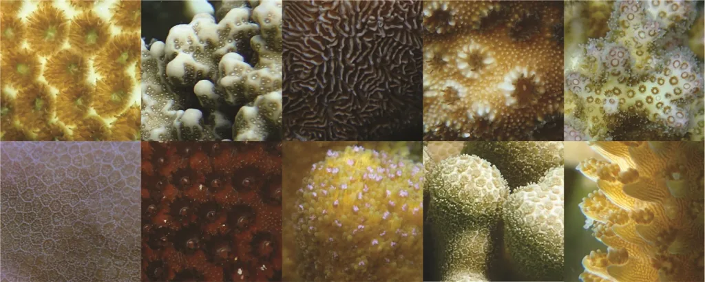 Reef building coral producing a calcium carbonate skeleton through biomineralization